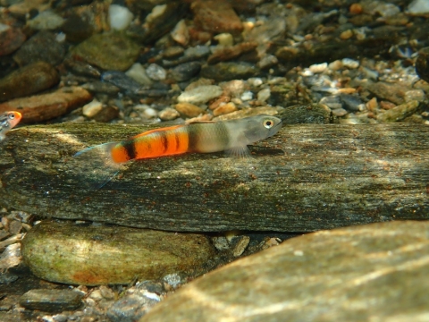 Sicyopus zosterophorum (Gobiidae). © Philippe Keith