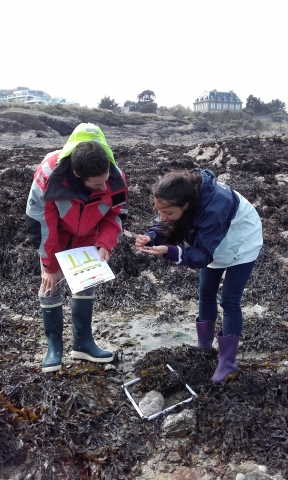 Estran de Dinard, avril 2016 : Ophélie et Tristan identifient les mollusques qu'ils ont repérés dans leur quadrat. © Marine Robuchon