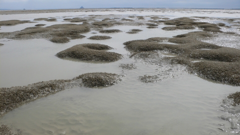 Banquette à Lanice conchilega dans la baie du Mont saint-Michel, les densités peuvent dépasser localement 5000 ind.m-²