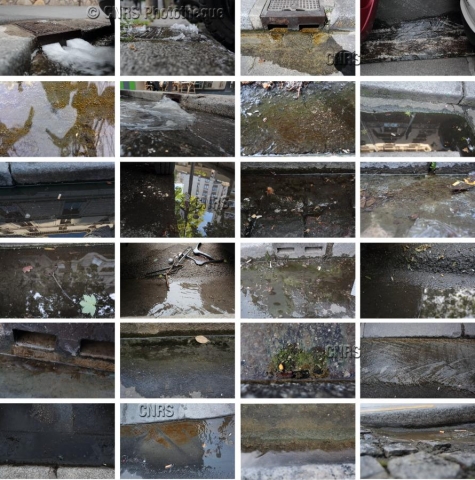 Montage de photographies de caniveaux parisiens. Ces derniers abritent une grande diversité de micro-organismes. Des chercheurs ont étudié la biodiversité des caniveaux des rues qu’ils ont comparés à celle des sources d’eaux non-potables. En analysant près d’une centaine d’échantillons distribués sur l’ensemble de Paris, ils ont trouvé 6 900 espèces potentielles d'eucaryotes. Cette biodiversité foisonnante est majoritairement composée de microalgues du groupe des diatomées, ainsi que d’autres eucaryotes unicellulaires comme des amibes, des alvéolés ou des rhizariens mais aussi des champignons, des éponges et des mollusques. © Pascal Jean Lopez