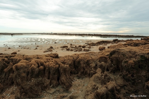 Colonies de Sabellaria alveolata formant un plateau pouvant atteindre 1 mètre 50 de haut, recouvrant la plage. © Lopez et Buffet