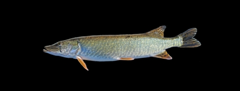 Esox aquitanicus © MNHN – Gaël Denys