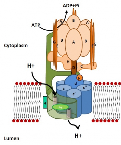 Structure des pompes à protons de type V-ATPase