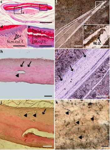 Extant and fossil coelacanth lung plates.