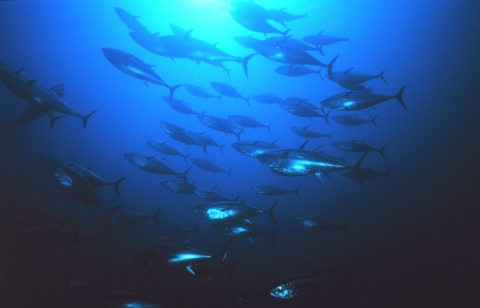 Group of tuna in the eastern chamber of the trap at Favignana. Depth 22 meters. © NOAA's Fisheries Collection