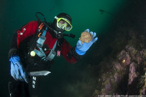 Chlamys islandica récupéré par Laurent Chauvaud en plongée. Photo Erwan Amice Chlamys islandica récupéré par Laurent Chauvaud en plongée. Photo Erwan Amice