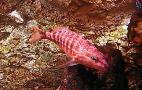 Le serran chevrette s'installe peu à peu dans les eaux du Finistère sud