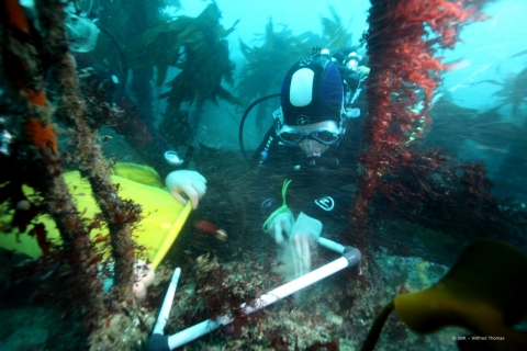 Echantillonnage des communautés de macroalgues en sous-strate des laminaires. © Wilfried Thomas