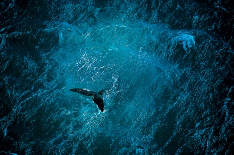 Baleine au large de la péninsule de Valdés, Argentine(42°23’ S - 64°29’ O). © Yann Arthus-Bertrand / Altitude Paris