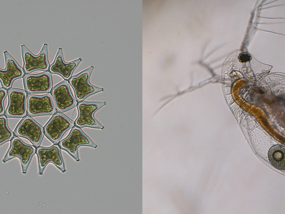 Plancton du lac de Créteil, à G. Phytoplancton: Pediastrum duplex, à D. Zooplancton: Daphnia longispina © Sahima Hamlaoui - Microscope Curiosity SeaLabX