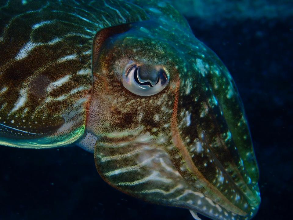 La seiche Sepia officinalis, dans son milieu naturel (ici en Méditerranée). Les systèmes assurant la coloration de la peau (chromatophores colorés, iridophores iridescents et leucophores blancs) sont bien visibles - Y. Bassaglia