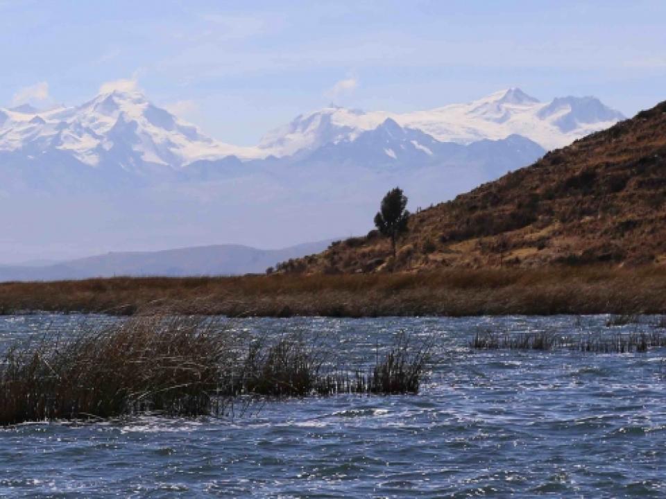 Petit lac Titicaca avec roselières (totoras) en premier plan et Cordillère Royale au fond