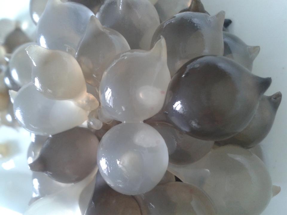 Œufs de seiche, Sepia officinalis, avec enveloppes noires et blanches ; les embryons sont observables au travers de la capsule - L. Ponticelli