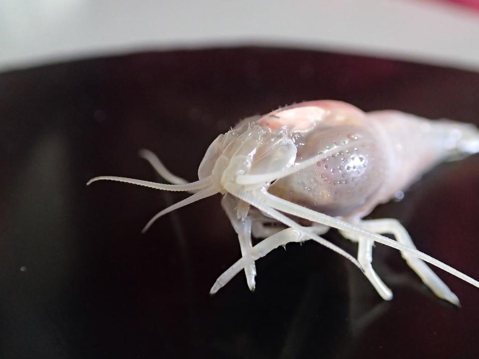 Vue de face de la crevette hydrothermale rimicaris exoculata