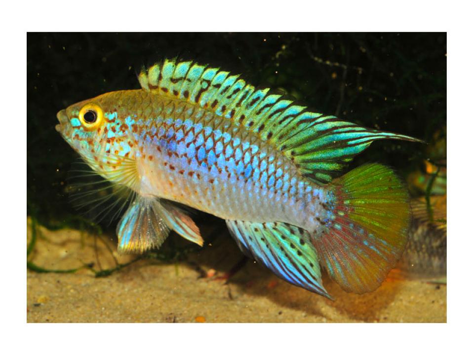 Apistogramma