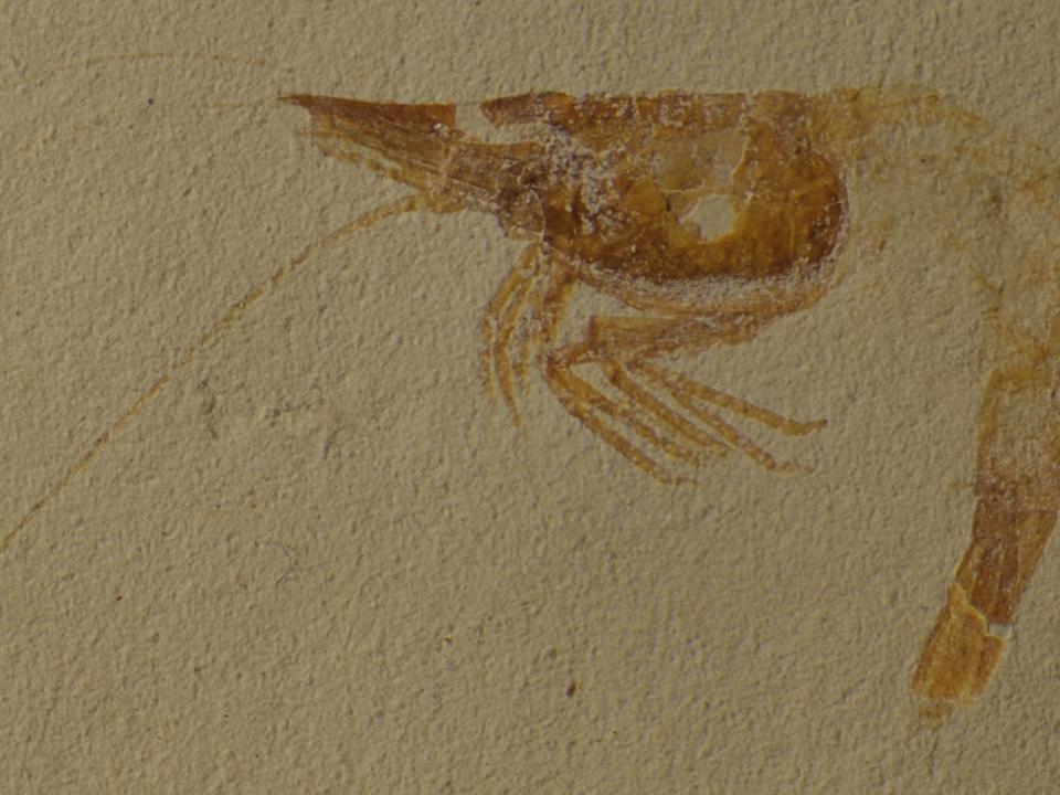 Composite image of the neotype of Dugastella nitida. © de Mazancourt & Audo