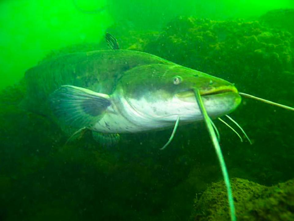 Silurus glanis