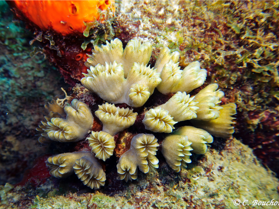 Corail Eusmilia fastigiata. Photo Claude Bouchon