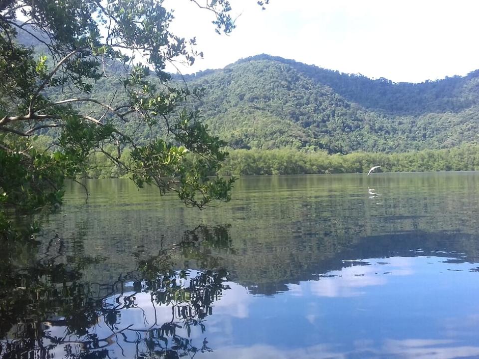 Mangrove préservée dans la région de Rio de Janeiro, Brésil - G. Abril