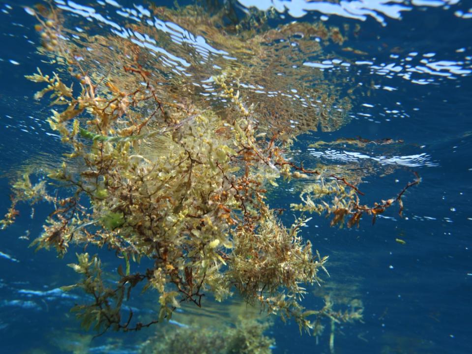 Sargasses flottantes Petit cul de sac Marin, Guadeloupe - PJ Lopez