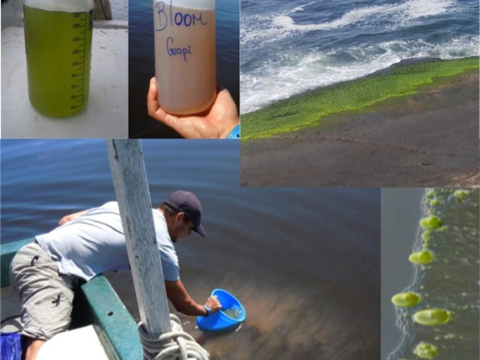 Eutrophisation de la Baie de Guanabara : blooms de phytoplancton dominés par des dinoflagellés (rouge/brun) ou des cyanobactéries filamenteuses (vert)