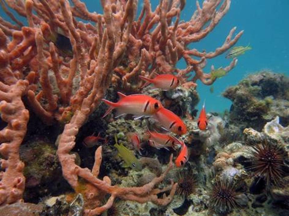 Fonds marins, Guadeloupe. Photo Yolande Bouchon
