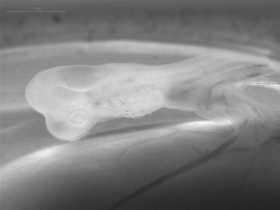 Embryon de petite roussette, Scyliorhinus canicula". Photo Aude Gautier