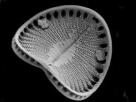 mud diatom