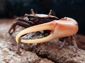 Crabe violiniste Minuca sp. (Ocypodidae)