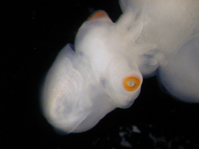 Embryon de seiche Sepia officinalis