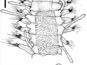 Streptospinigera niuqtuut sp. nov. Holotype (MNHN POLY TYPE 1553) : a. partie antérieure vue dorsale, b. parapode de la moitié du corps. Echelle: a. 0.2 mm., b. 0.1 mm.
