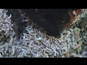 Crevettes Rimicaris exoculata autour d’un fumeur noir
