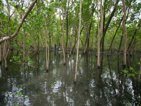 Site de mangrove le plus préservé (Mamangua, baie de Ilha Grande). Les trois sites sont dominés par les espèces Avicennia et Risophora 