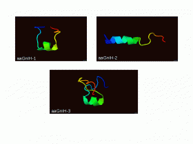 les 3 GnIH de l'anguille européenne : structure tridimensionnelle des  GnIH 1, 2 et 3  paralogues 