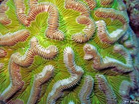 Corail cerveau : Colpophyllia_natans. Photo Claude Bouchon