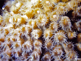 Polypes de Montasrea cavernosa. Photo Claude Bouchon