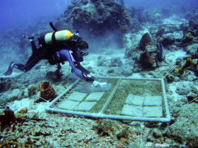 Étude du recrutement larvaire des coraux sur des plaques de terre cuite (Ilets Pigeon, Bouillante). Photo Claude Bouchon