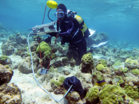 Étude de la physiologie respiratoire des coraux à l’aide d’un fluorimètre submersible « Diving-PAM » (Grand Cul-Sac-Marin, Guadeloupe). Photo Claude Bouchon
