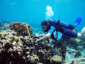 Mesure du recouvrement corallien par la méthode des « transect-Intersept» (Grand Cul-Sac-Marin, Guadeloupe). Photo Claude Bouchon
