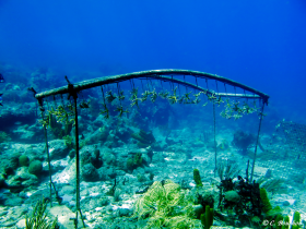 Restorauration corallienne : élevage de boutures d’Acopora en pleine eau. (Ilets Pigeon, Bouillante). Photo Claude Bouchon