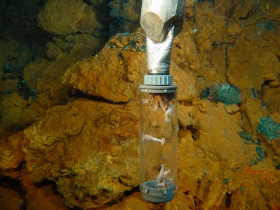 Prélèvement crevettes hydrothermales Rimicaris exoculata par 2300 m profondeur