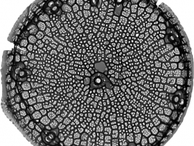 Diatomée boîte - P.J. Lopez