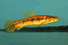 Hoplias malabaricus © IRD/M.  Jégu 
