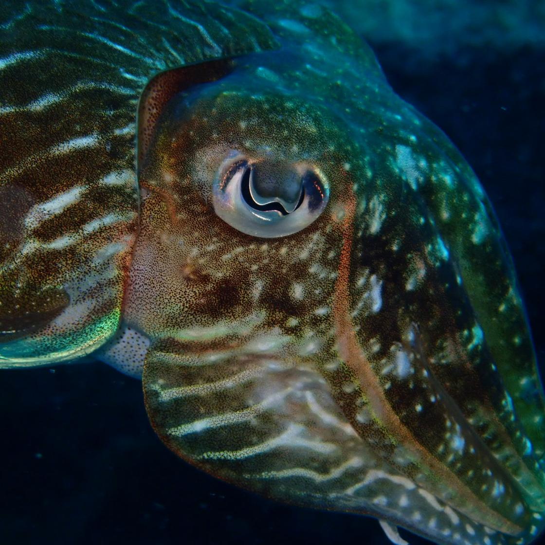 La seiche Sepia officinalis, dans son milieu naturel (ici en Méditerranée). Les systèmes assurant la coloration de la peau (chromatophores colorés, iridophores iridescents et leucophores blancs) sont bien visibles - Y. Bassaglia