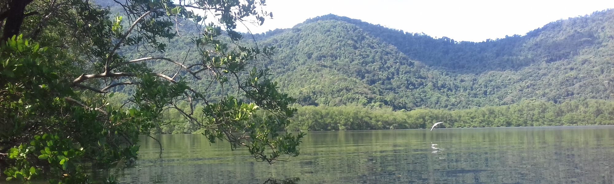 Mangrove préservée dans la région de Rio de Janeiro, Brésil - G. Abril