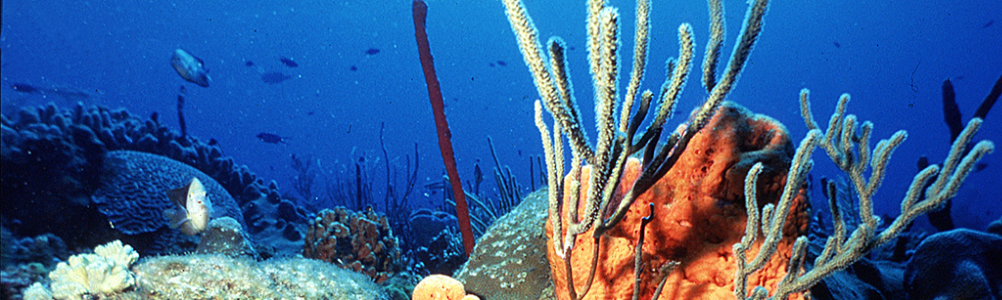 Peuplements coralliens © C Bouchon