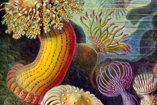 Actiniae, planche d'Ernst Haeckel (1904)