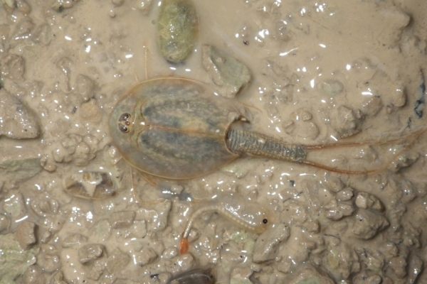 Exemple actuel de communauté de crustacés branchiopodes d’une mare asséchée de Tunisie.   Illustration © Nicolas Rabet