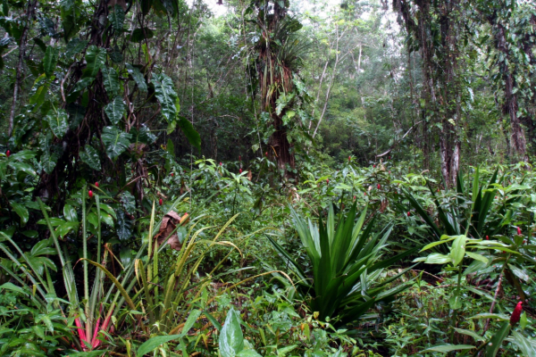 Forêt de Guyane  © IRD/Sabatier, D.