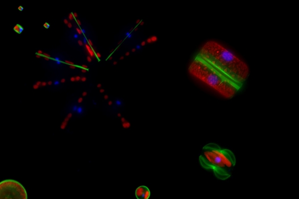 Images de diatomées observées au microscope à épi-fluorescence. Les différentes couleurs correspondent aux noyaux (en bleu), aux chloroplastes (en rouge) et aux valves néo-synthétisées en vert. Les espèces observées sont : Thalassiosira oceanica, Thalassiosira weissflogii, Coscinodiscus sp, Amphipropra paludosa et Asterionella formosa © Adrien Bussard 